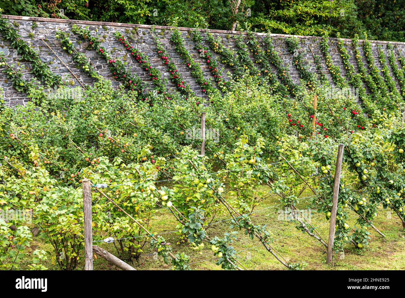 Cordon apples ripening in the walled garden at the Torrisdale Castle Estate on the Kintyre Peninsula, Argyll & Bute, Scotland UK Stock Photo