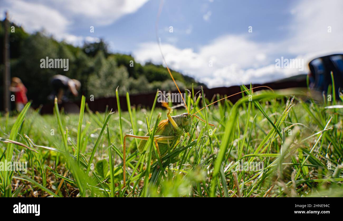 Heuschrecke/ grasshopper/ locust in lush green Stock Photo