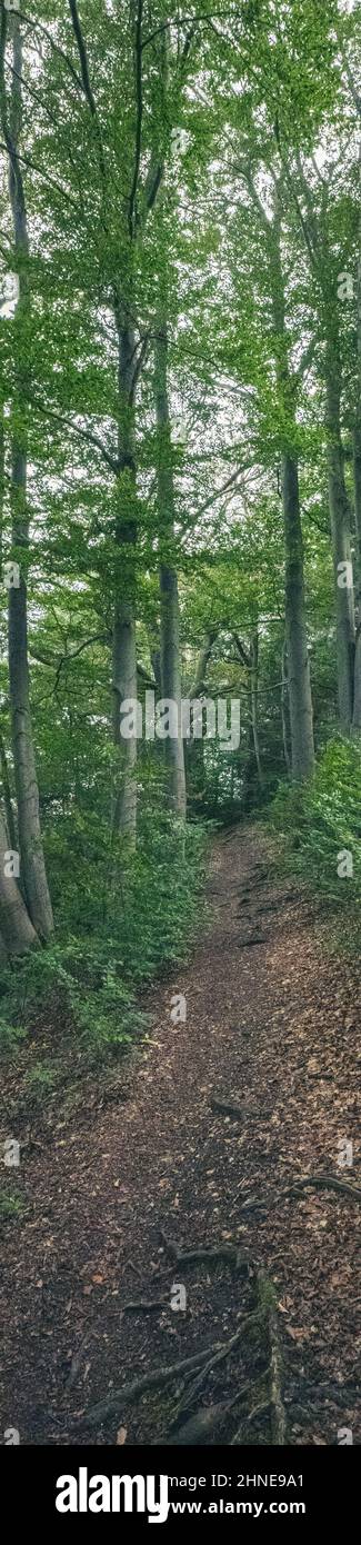 Trampelpfad im Wald mit Laub und Bäumen Stock Photo