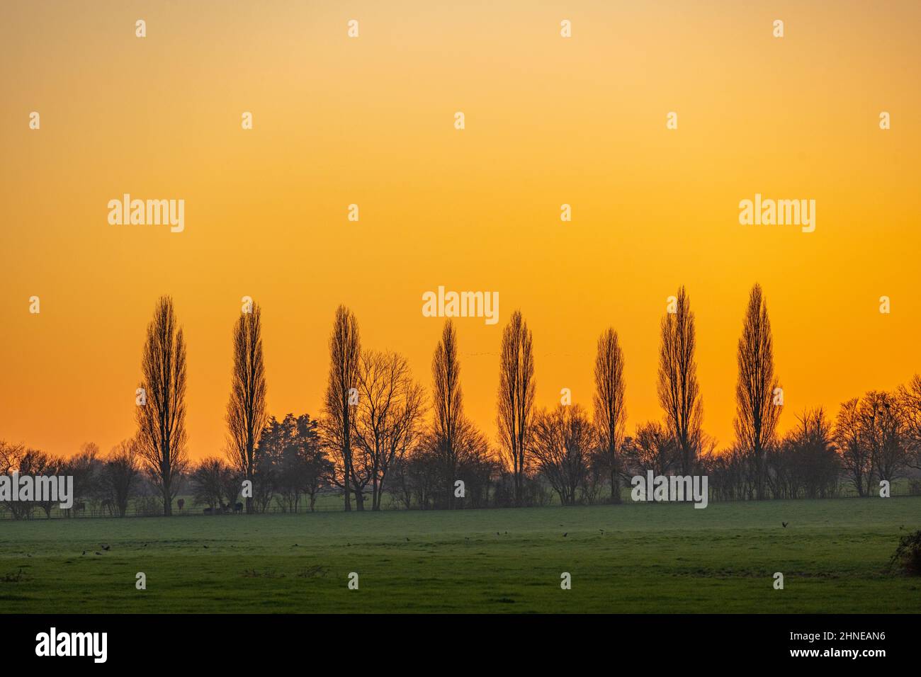 Line of Poplar trees in fields near Margaretting at sunset Stock Photo