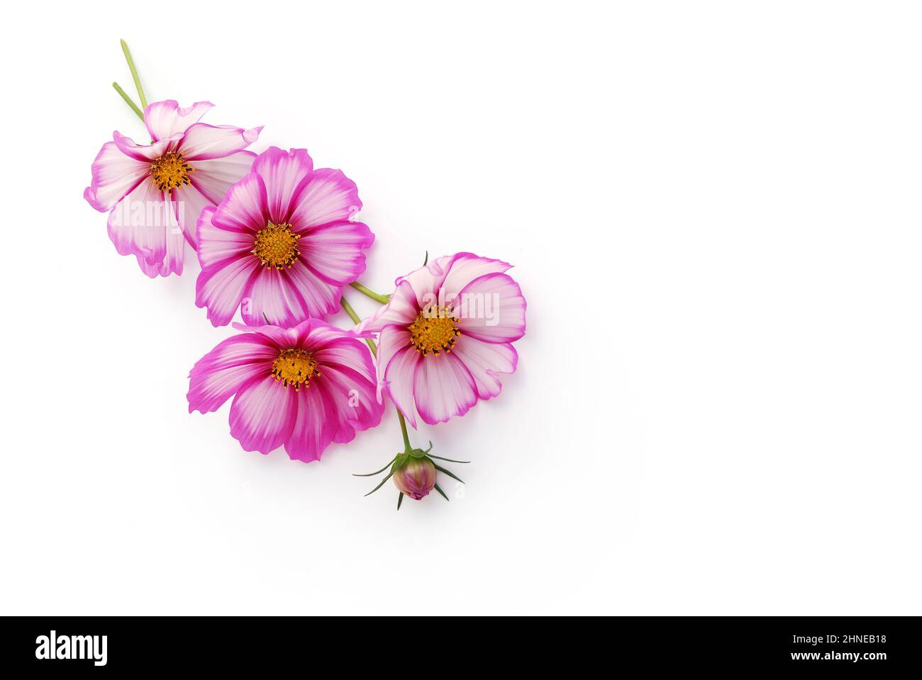 cosmea flowers lie on white background, 3d view Stock Photo