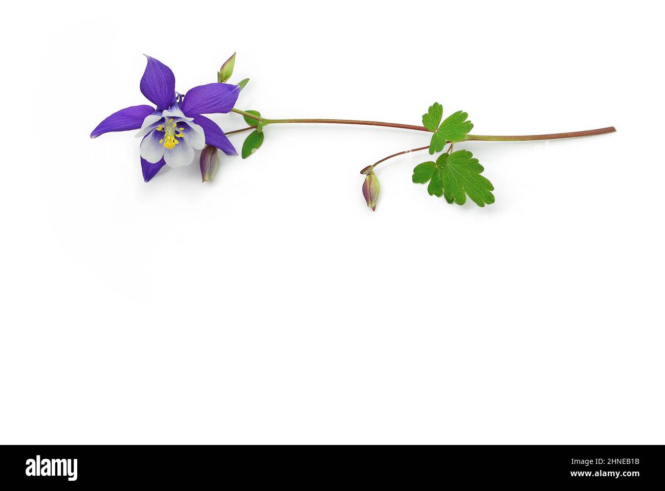 blue white columbine lies on white background, 3d view Stock Photo