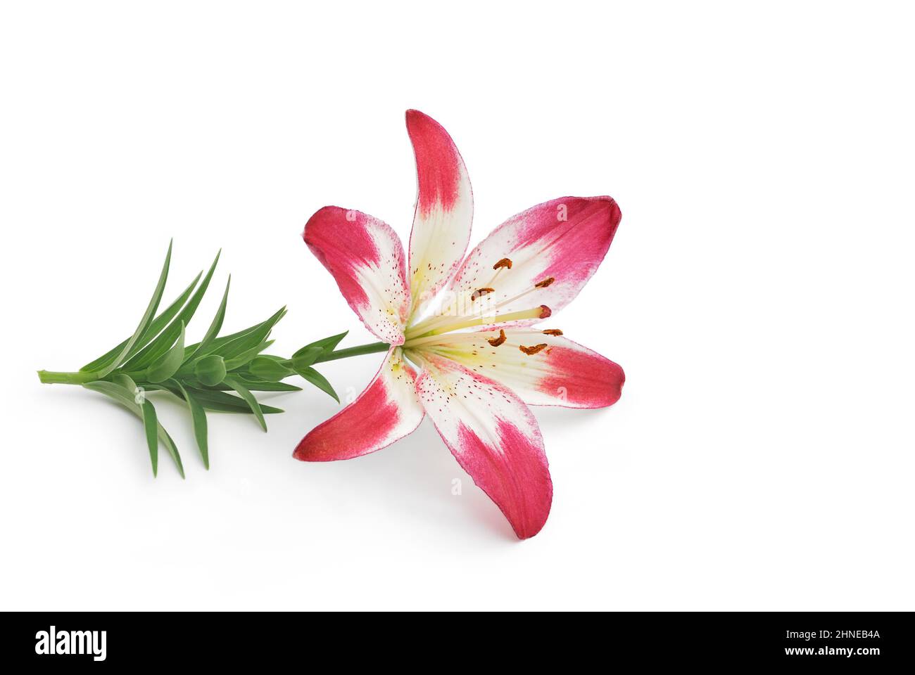 Lily flower lies on white background, 3d view Stock Photo