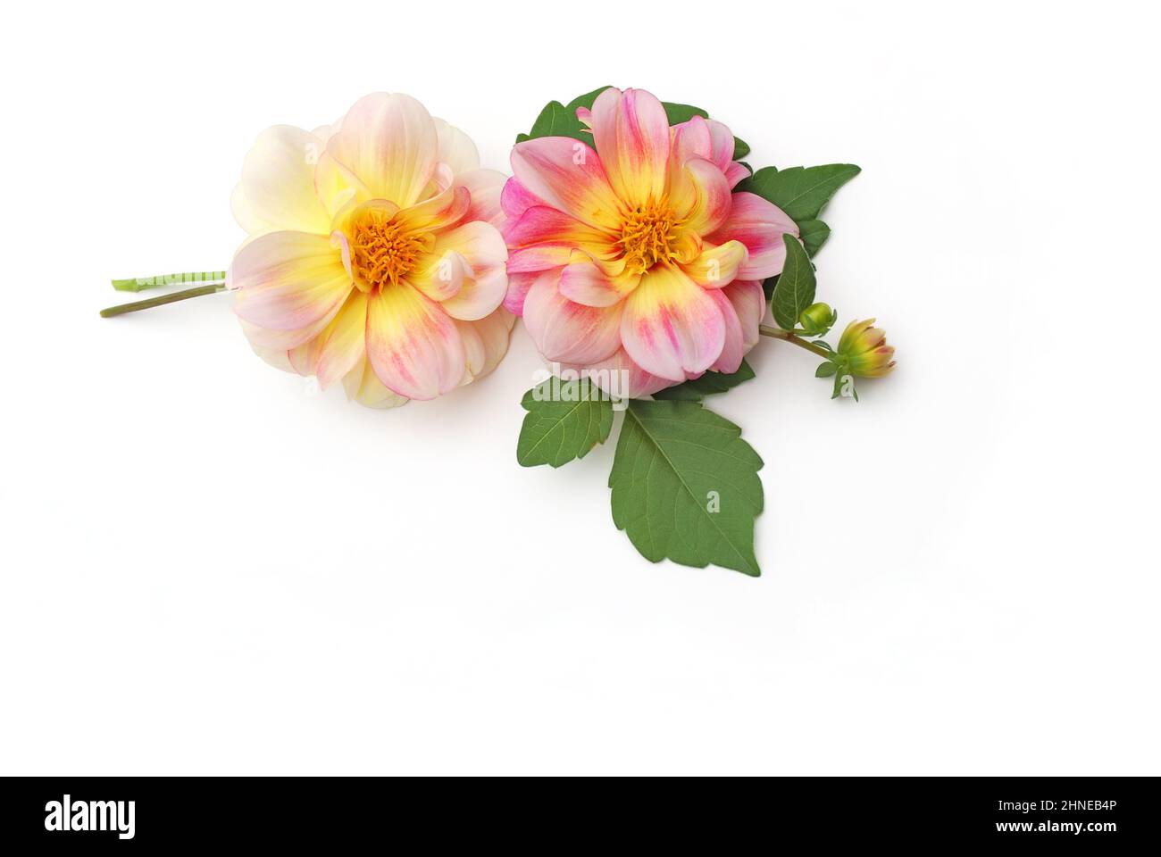 chrysanthemums arranged on white background, 3d view Stock Photo