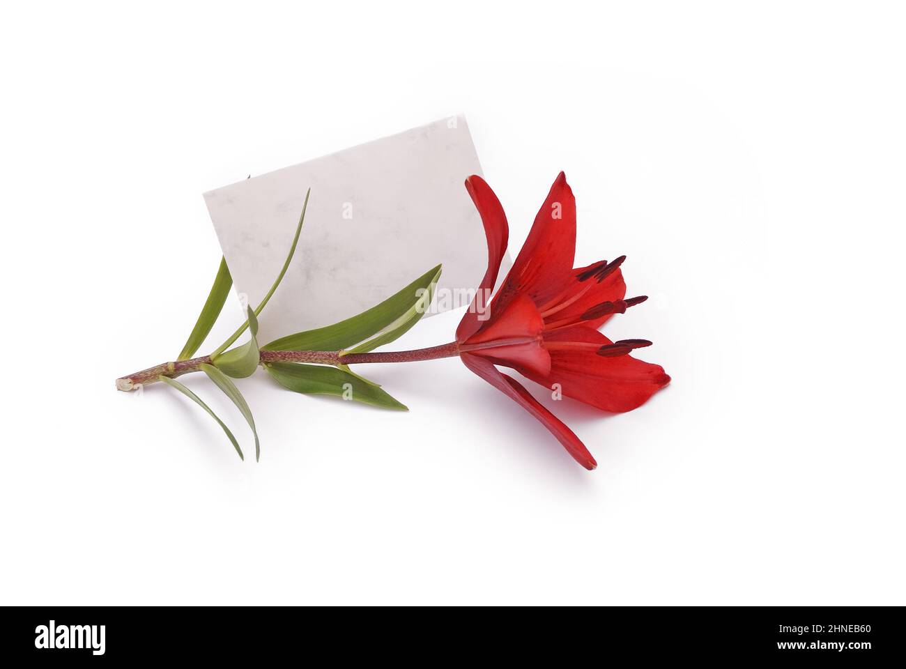 Lily lies on white background with envelope for writing, 3d view Stock Photo