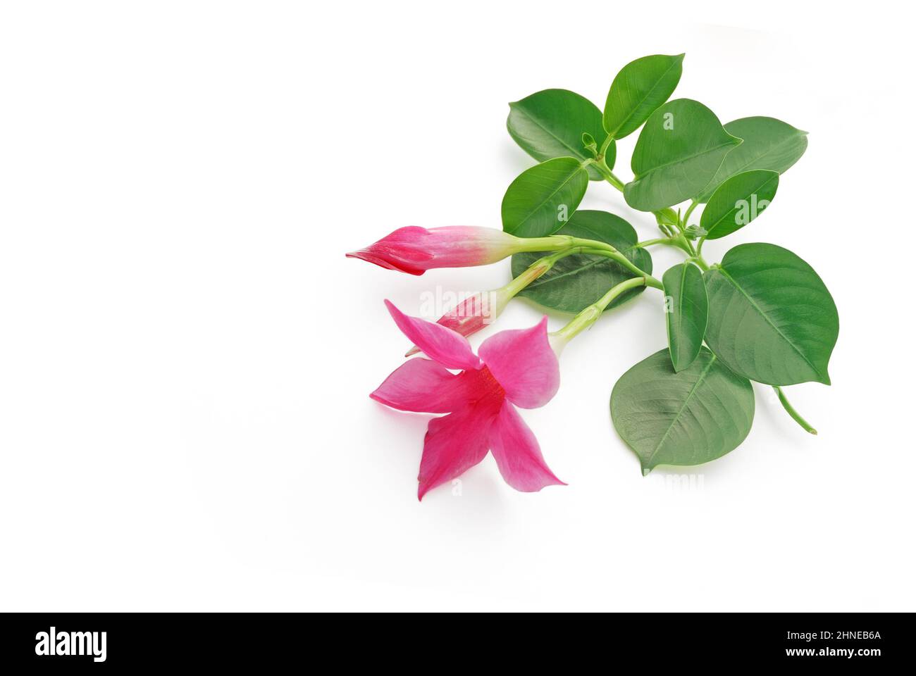 Dipladenia branch lies on white background, 3d view Stock Photo