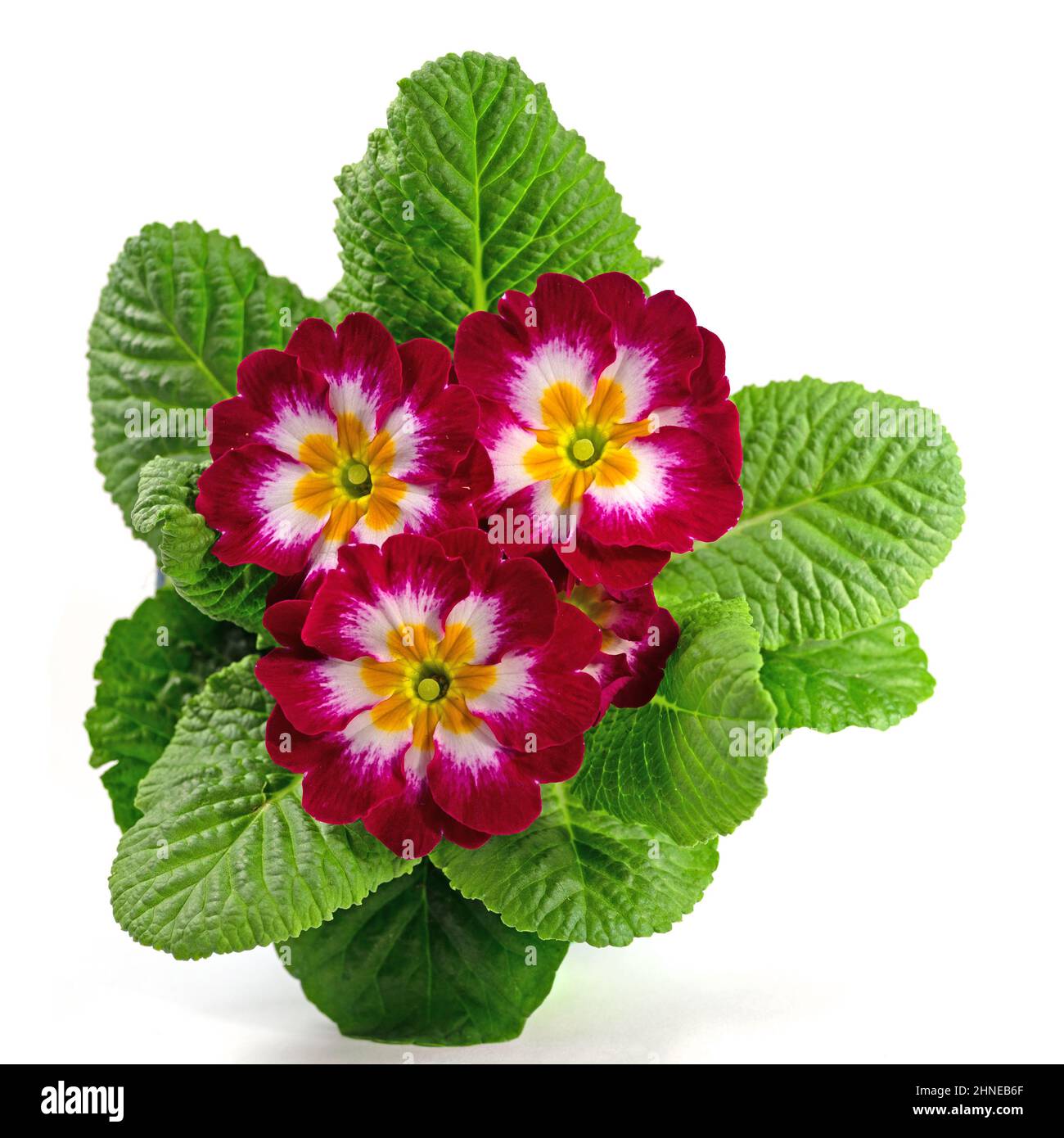 Flowering primrose against white background Stock Photo - Alamy