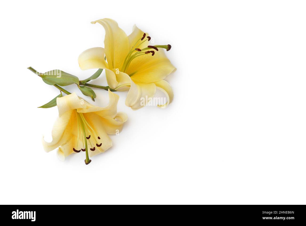 Lily flower lies on white background, 3d view Stock Photo