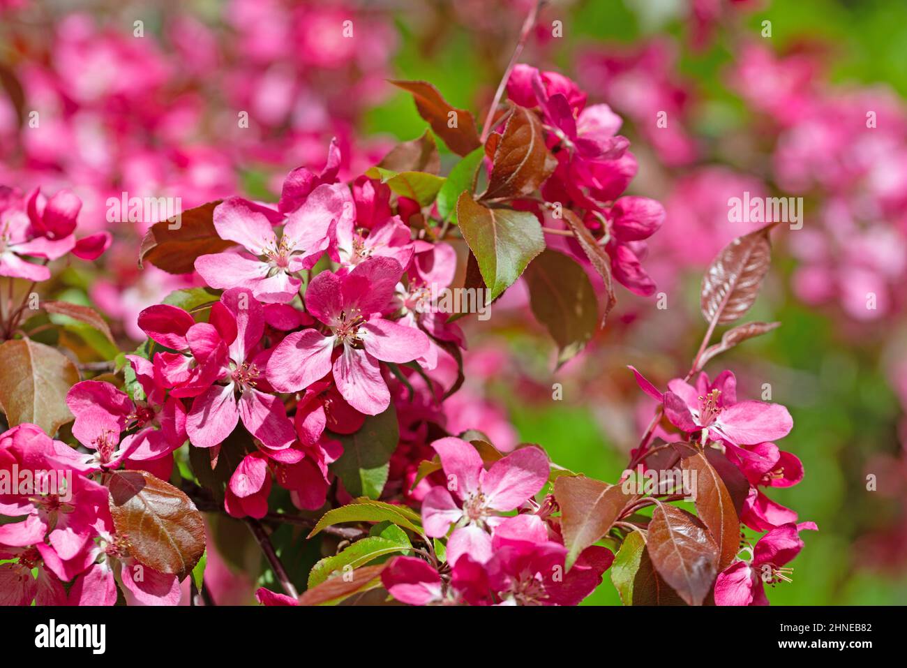 Flowering ornamental apple tree in spring Stock Photo