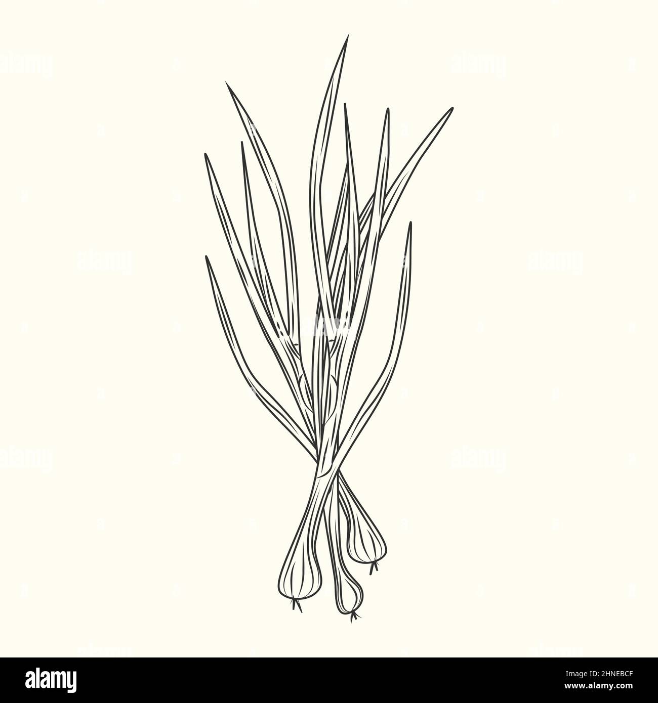 Green onion ink sketch isolated. Monochrome food ingredient. Natural organic fresh food. Vintage