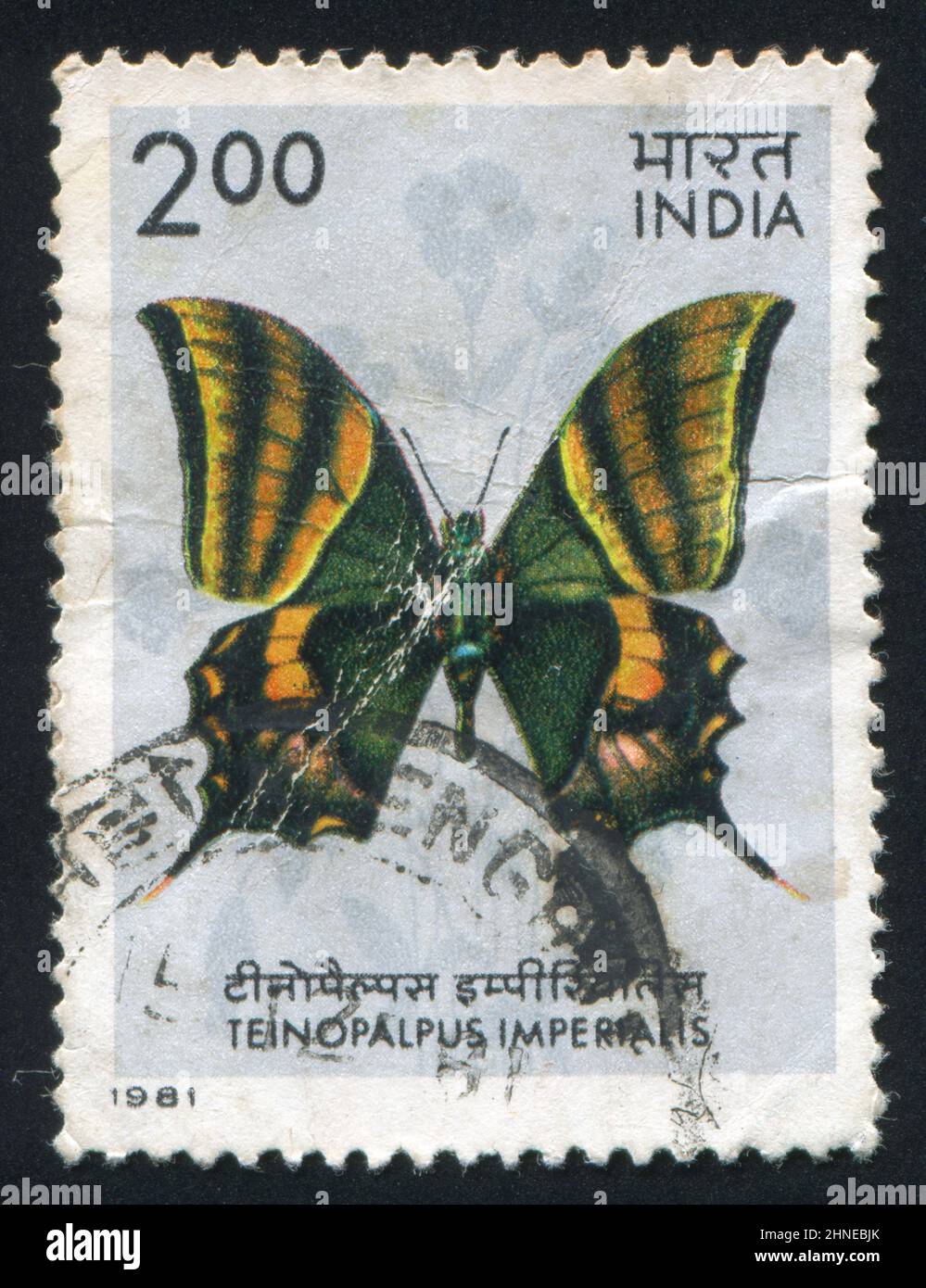 INDIA - CIRCA 1981: stamp printed by India, shows butterfly, circa 1981 ...