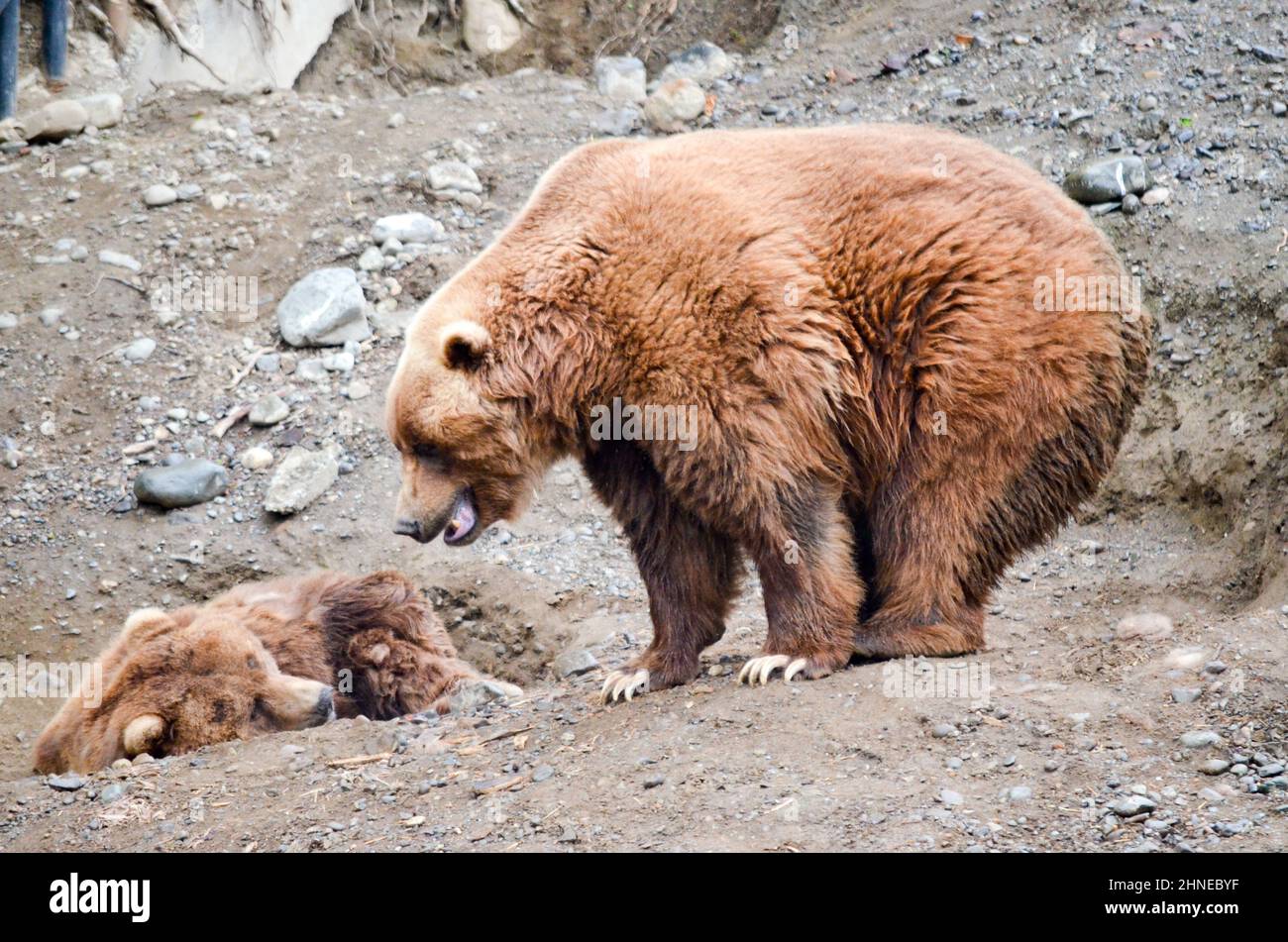Spectacular grizzly bears resting in holes of soil dug by them in zoo in Alaska, USA, United States of America Stock Photo