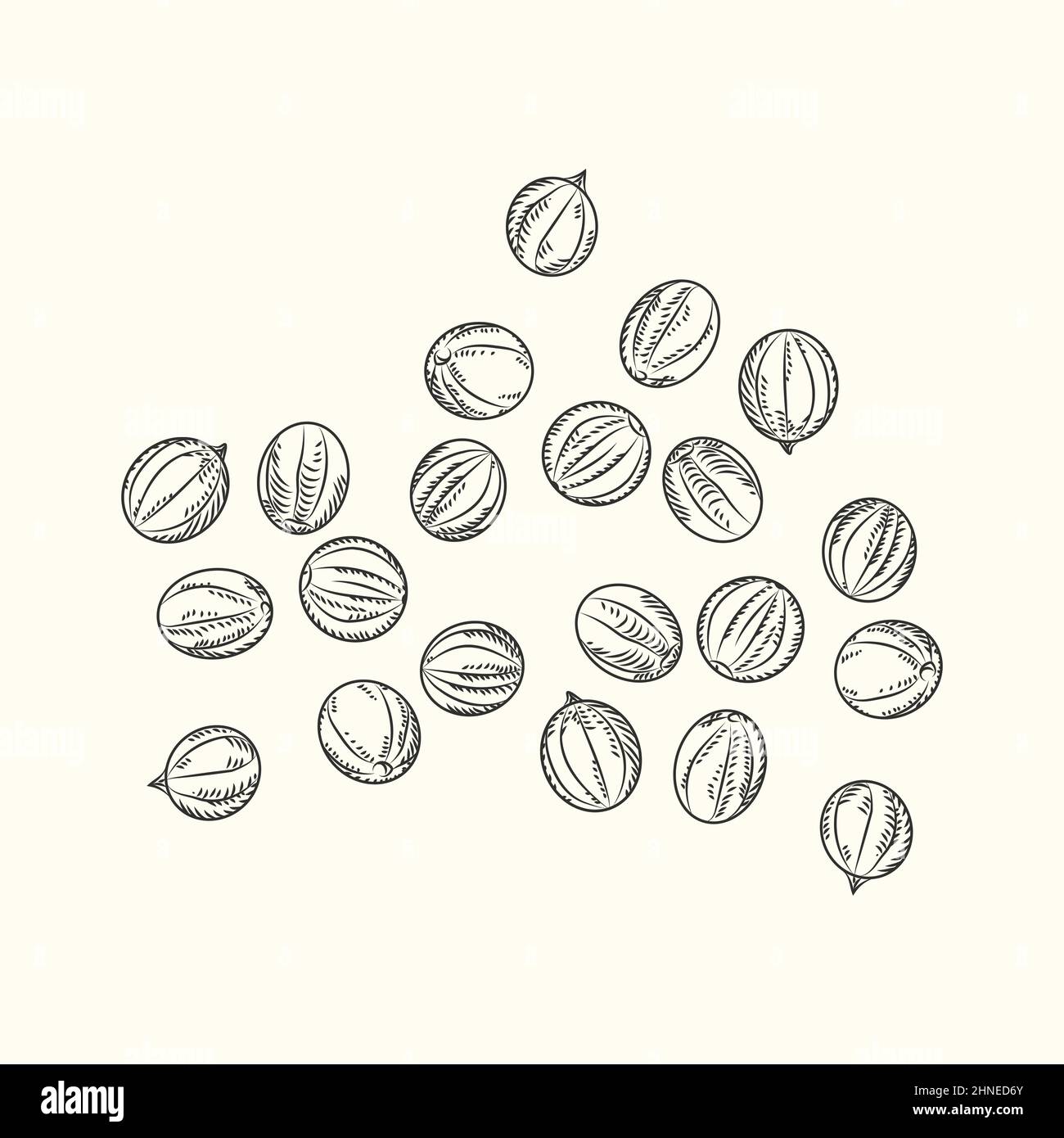 Hand drawn black pepper isolated on white background. Sketch handful of black peppercorn. Engraving vintage style. Vector illustration. Stock Vector