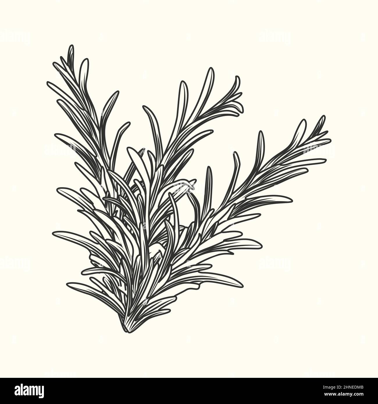 Rosemary herb branch ink sketch isolated. Monochrome food ingredient