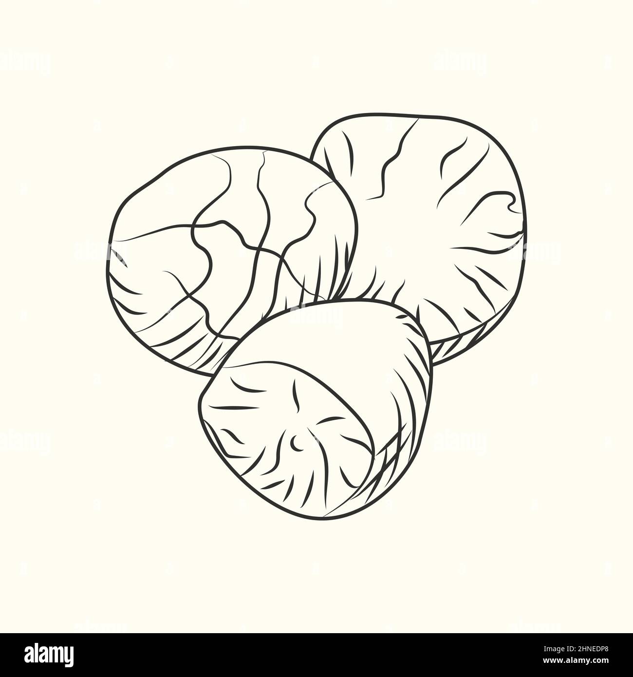 Nutmeg ink sketch isolated. Ground seasoning nut.Monochrome food ingredient. Natural organic