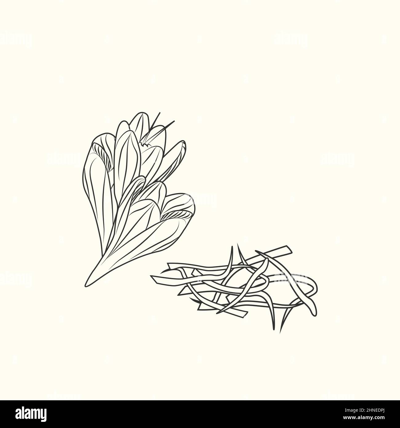 Saffron flower and stamens ink sketch isolated. Monochrome food ingredient. Botanical herbal