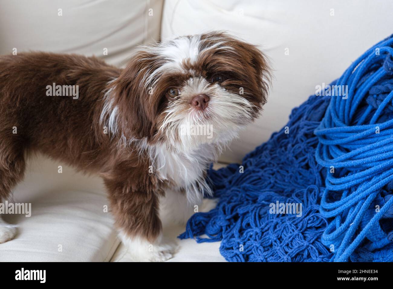 98 days old Shih tzu puppy on the sofa and facing the camera. Stock Photo
