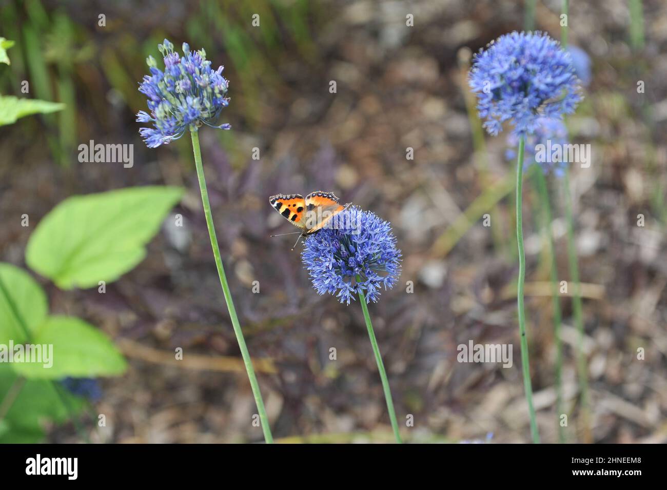 A small tortoiseshell (Aglais urticae) on a blooming blue-flowered garlic (Allium caeruleum) in a garden in June Stock Photo