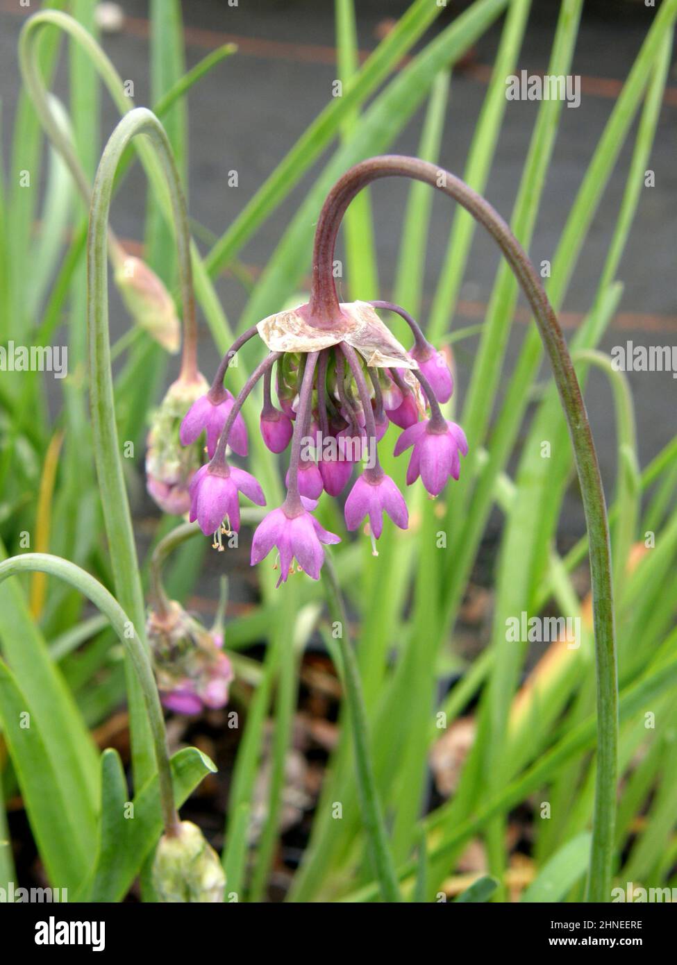Lady's leek or nodding onion (Allium cernuum) blooms in a garden in June Stock Photo