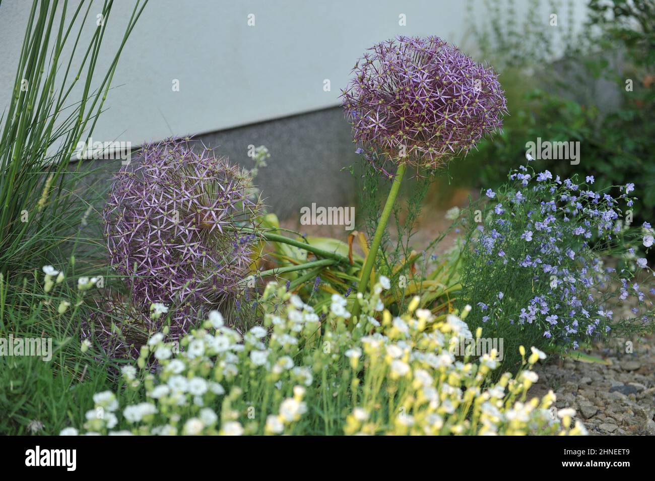 Persian onion or star of Persia (Allium cristophii) and blue flax (Linum perenne) bloom in a gravel garden im June Stock Photo
