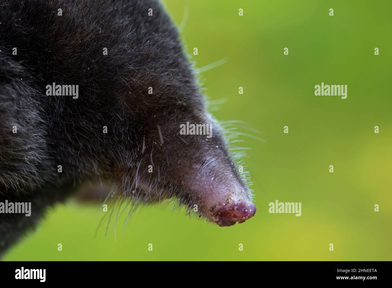 European mole / common mole (Talpa europaea) closeup portrait of head