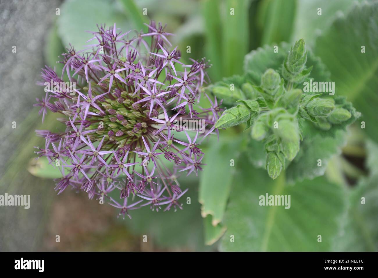 Persian onion or star of Persia (Allium cristophii) blooms in a garden im May Stock Photo