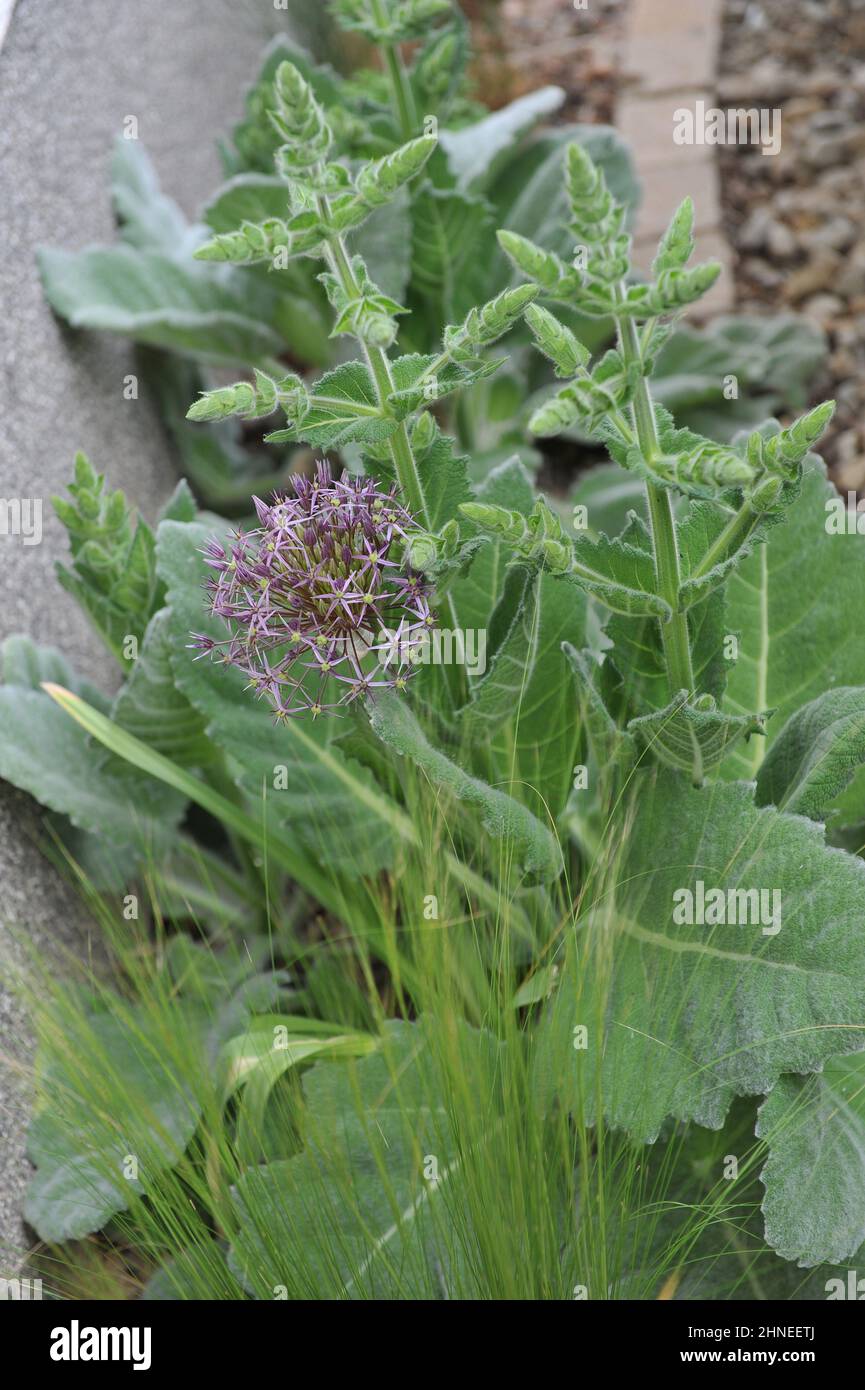 Persian onion or star of Persia (Allium cristophii) blooms in a garden im May Stock Photo