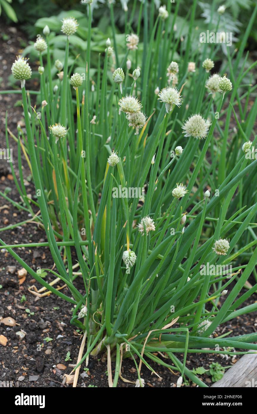 Welsh onion (Allium fistulosum) blooms in a garden in May Stock Photo