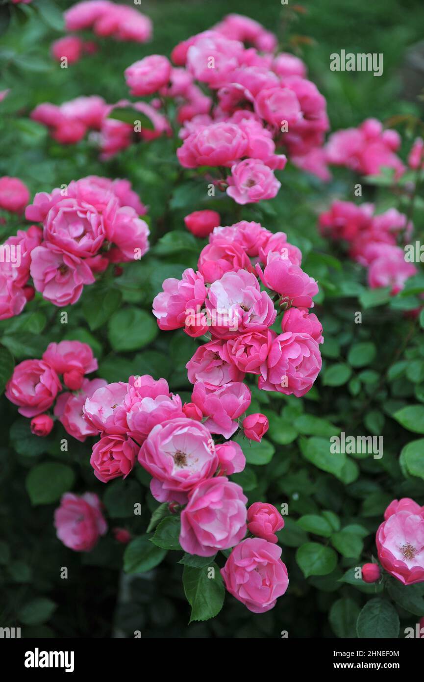 Deep pink floribunda rose Angela (Korday) flowers in a garden in June Stock Photo