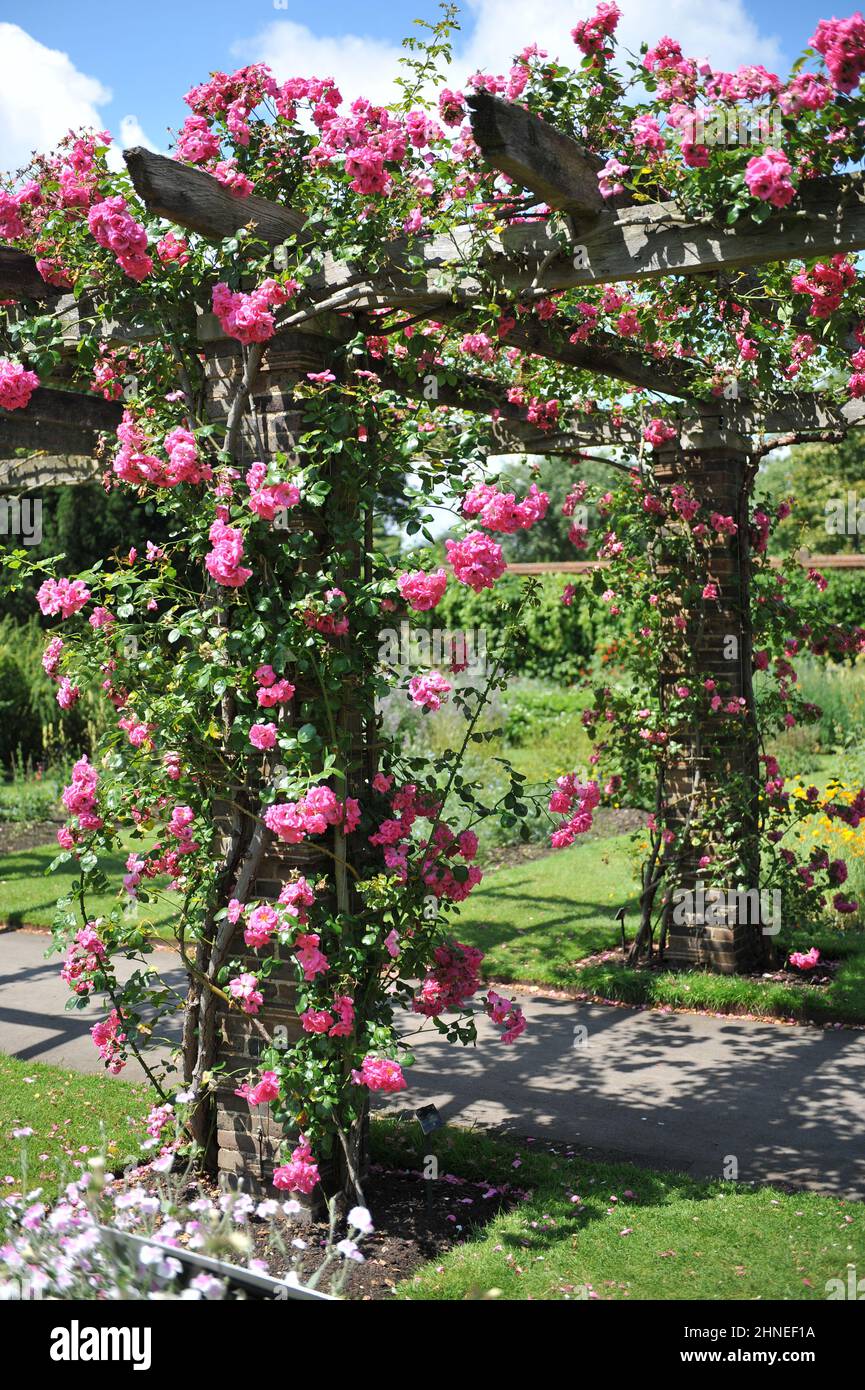 Climbing roses on pergola hires stock photography and images Alamy