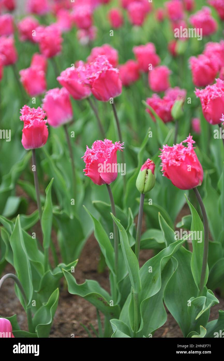 Pink fringed Triumph tulips (Tulipa) Katie Melua bloom in a garden in April Stock Photo