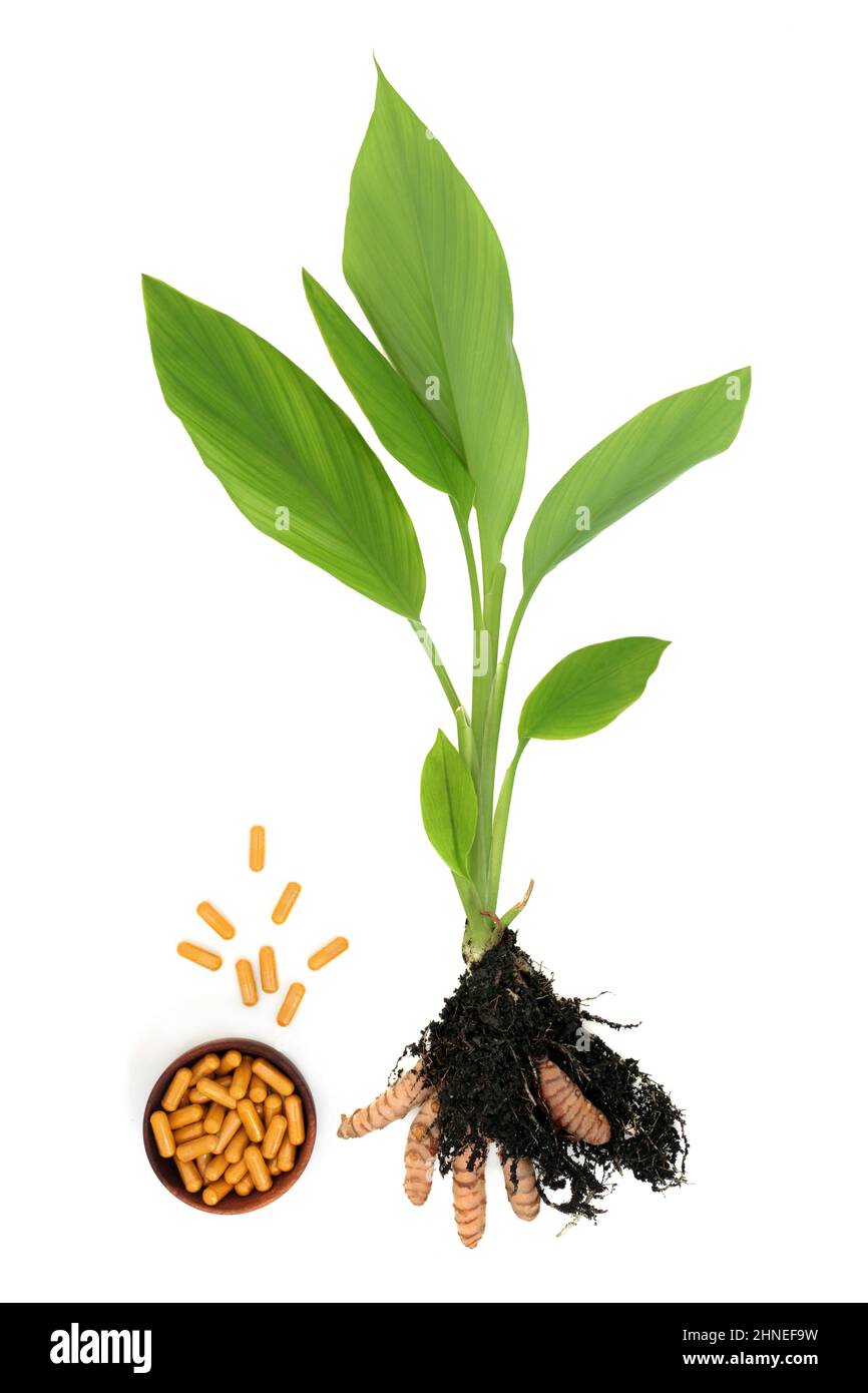 Fresh turmeric plant with root in soil and dietary supplement capsules