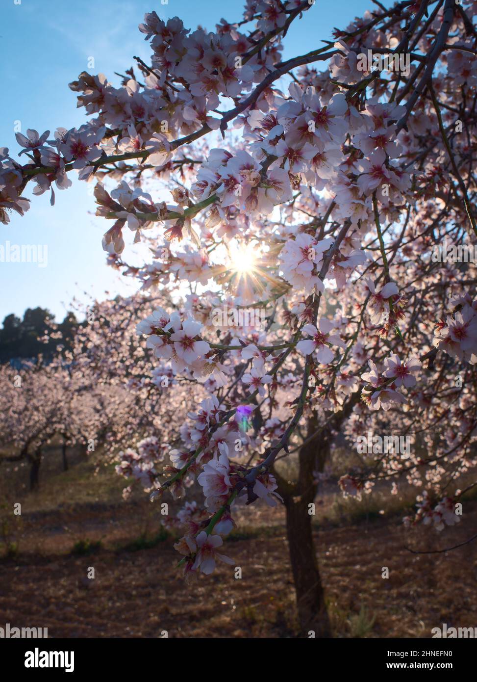 Sunbeams almond tree hi-res stock photography and images - Alamy
