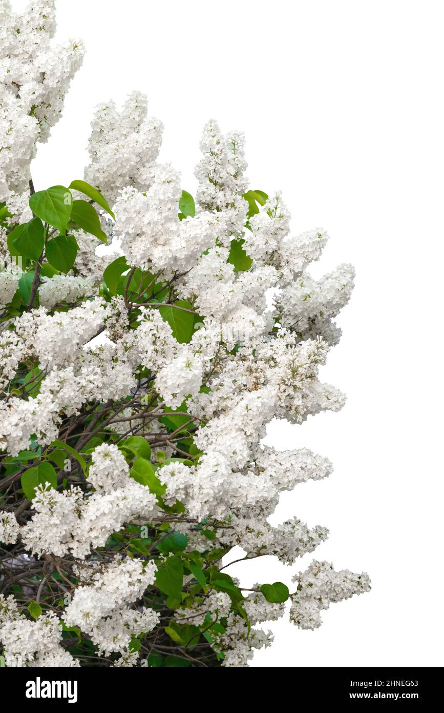 Beautiful lilac branch isolated on white background Stock Photo - Alamy