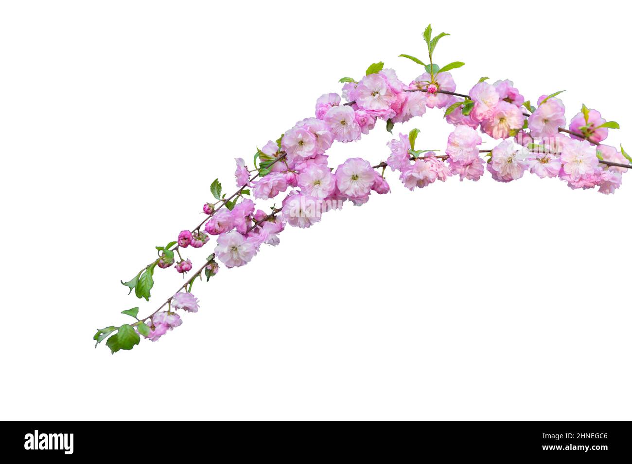 Pink cherry blossom sakura on white background Stock Photo