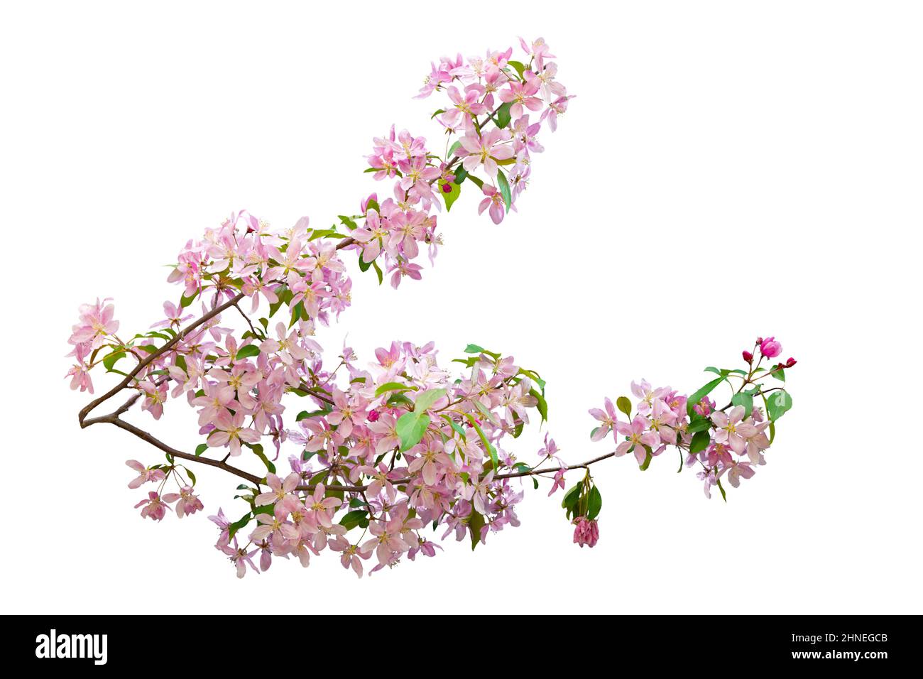 Pink cherry blossom sakura on white background Stock Photo