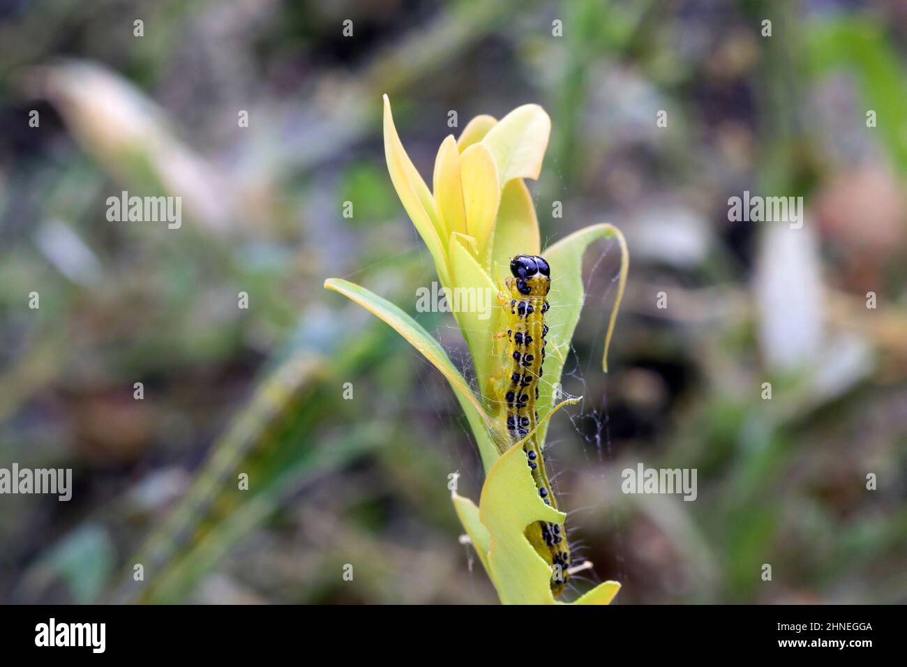 detail of Cydalima perspectalis eating the plant, box moth caterpillar