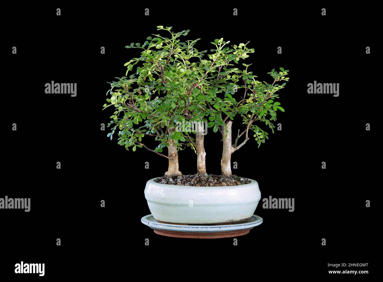 Zanthoxylum piperitum bonsai forest, the tiny chinese  pepper tree planted in a ceramic pot, isolation over dark background Stock Photo