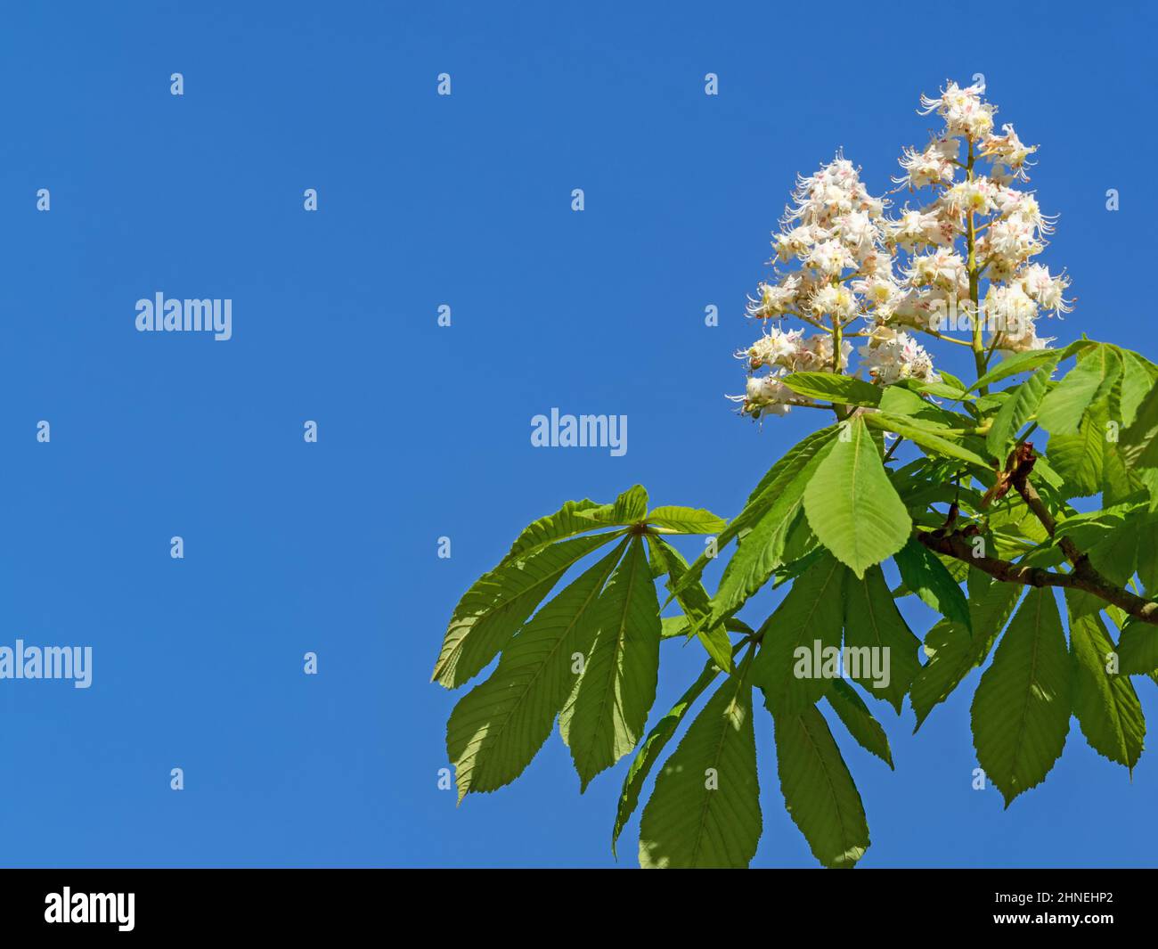 Flowers of common horse chestnut, Aesculus hippocastanum, against blue