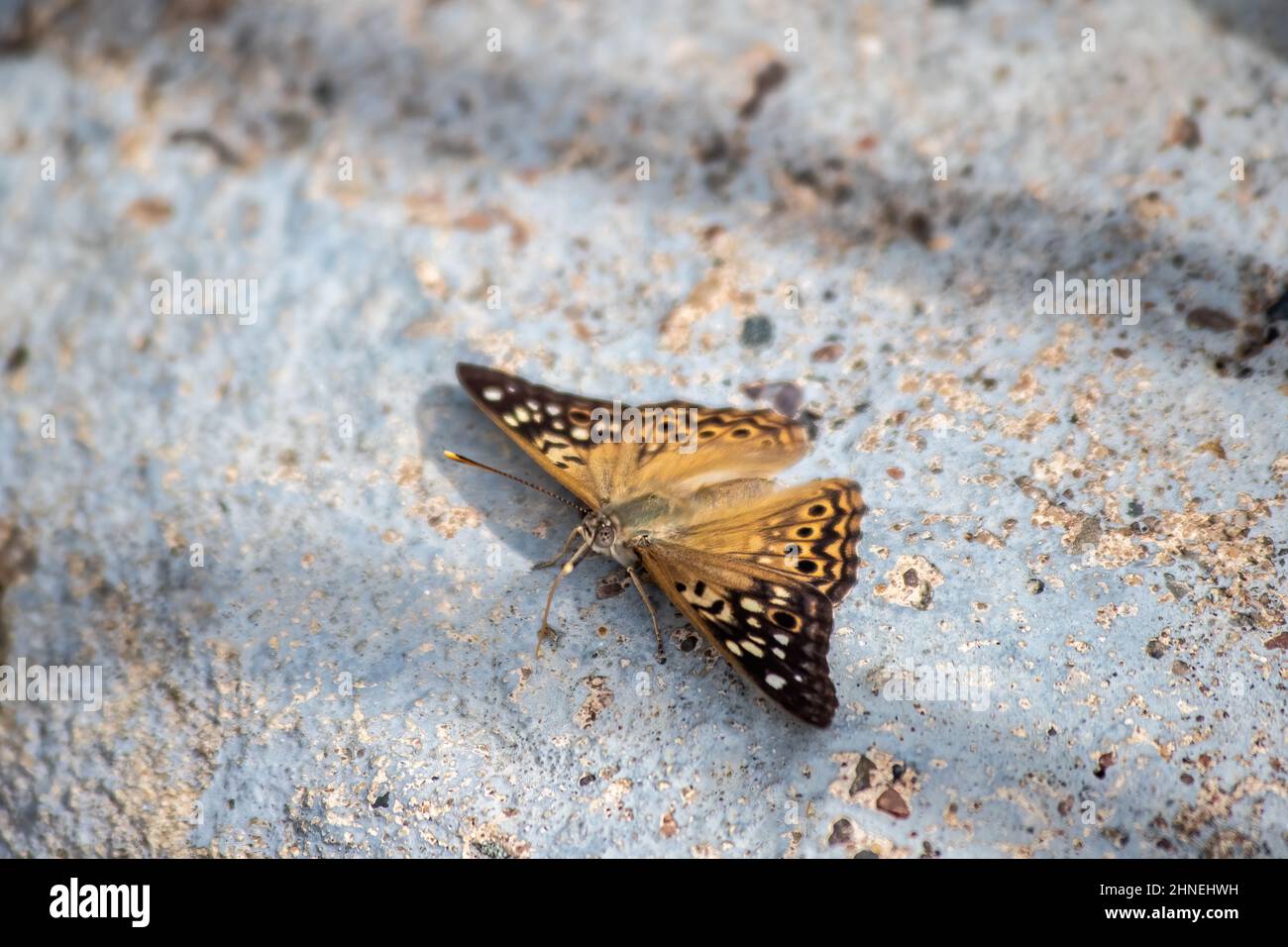 Hackberry emperior butterfly resting on a rock outside near Interstate State Park in Taylors Falls, Minnesota USA. Stock Photo
