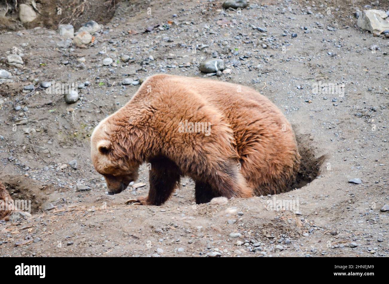 Spectacular grizzly bears resting in holes of soil dug by them in zoo in Alaska, USA, United States of America Stock Photo