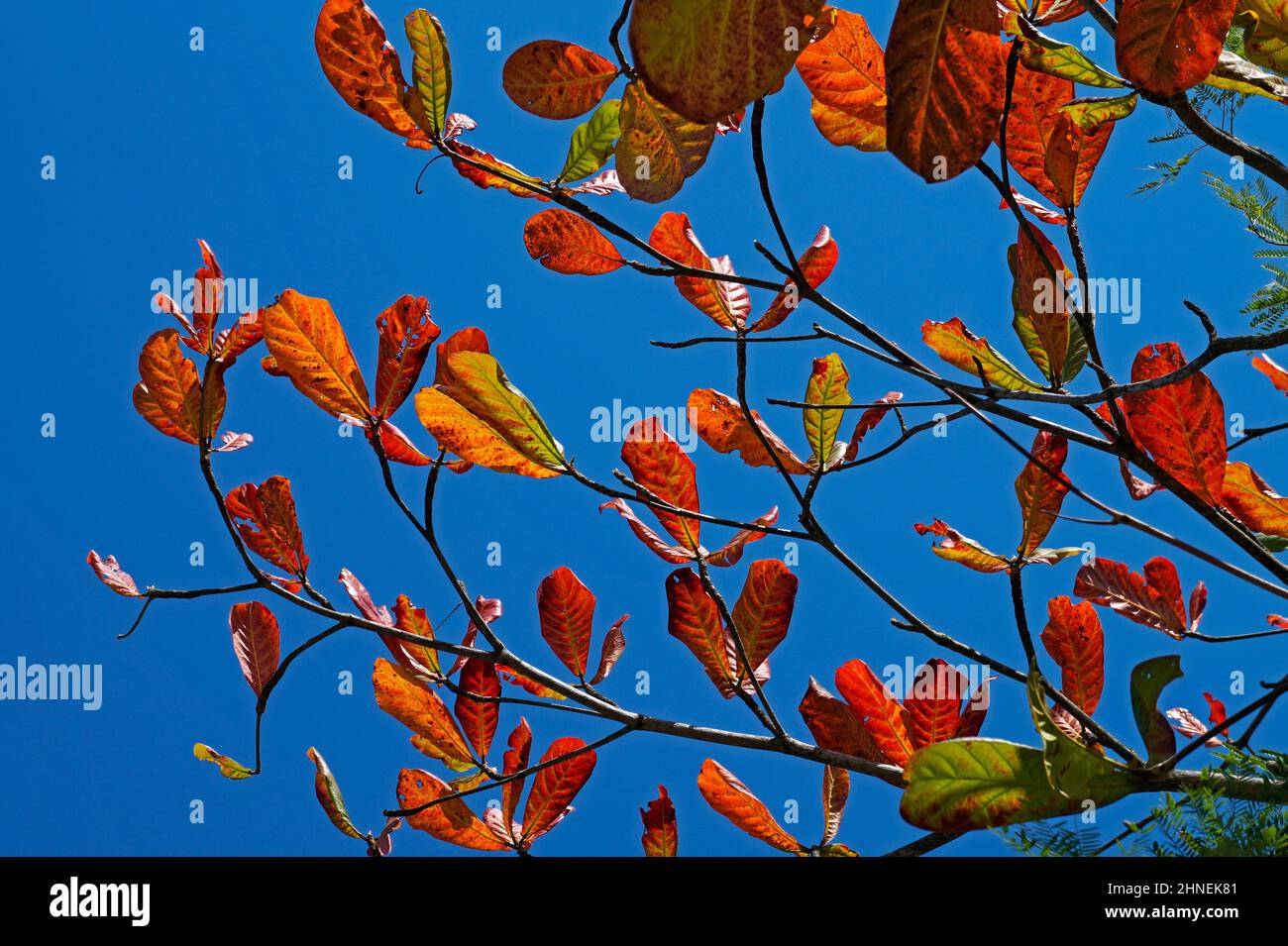Tropical almond leaves in autumn (Terminalia catappa Stock Photo - Alamy