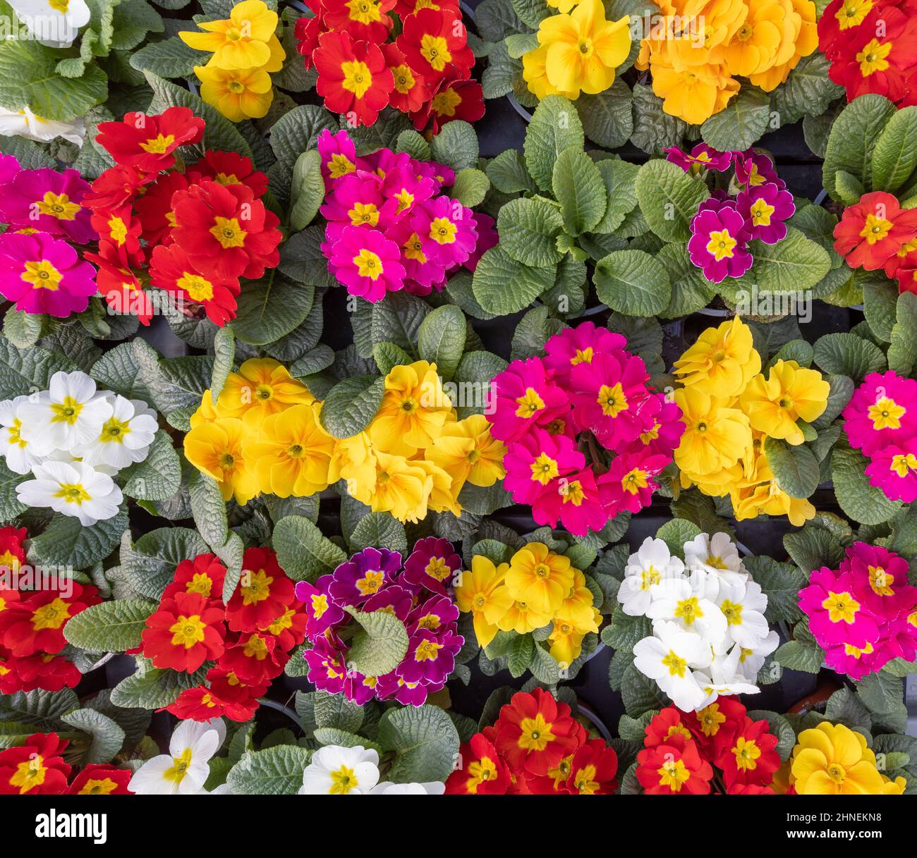 Multicolor garden primula flowers, top view. Primrose primula vulgaris blossom. Vivid flowerscape flat lay Stock Photo