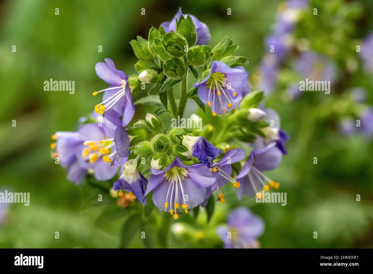 Closeup of jacob's ladder flower blooming in the spring in a garden in Taylors Falls, Minnesota USA. Stock Photo