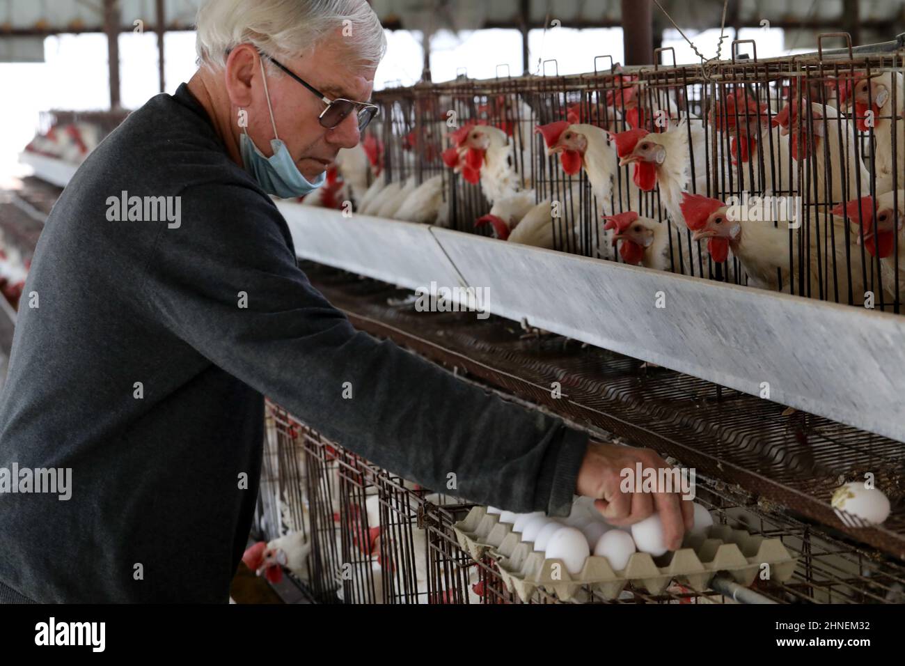 Kiryat Malakhi. 15th Feb, 2022. An Israeli agriculturist collects eggs from White Leghorn egg-laying chickens in cages in their hen house at Arugot village near Israeli city of Kiryat Malakhi on Feb. 15, 2022. Israel's Ministry of Agriculture and Rural Development on Monday announced new regulations regarding the use of hen cages in the egg industry. The regulations stipulate that from now on every new hen coop must be without cages, and from June 2029, any use of cage coops in the country will be banned. Credit: Gil Cohen Magen/Xinhua/Alamy Live News Stock Photo