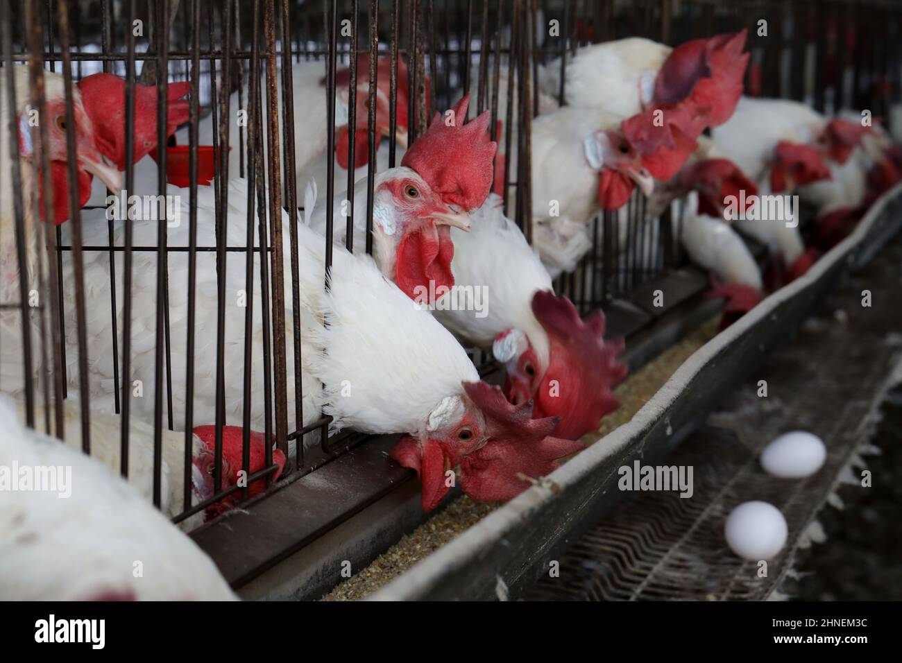 Kiryat Malakhi. 15th Feb, 2022. White Leghorn egg-laying chickens are seen in cages in their hen house at Arugot village near Israeli city of Kiryat Malakhi on Feb. 15, 2022. Israel's Ministry of Agriculture and Rural Development on Monday announced new regulations regarding the use of hen cages in the egg industry. The regulations stipulate that from now on every new hen coop must be without cages, and from June 2029, any use of cage coops in the country will be banned. Credit: Gil Cohen Magen/Xinhua/Alamy Live News Stock Photo