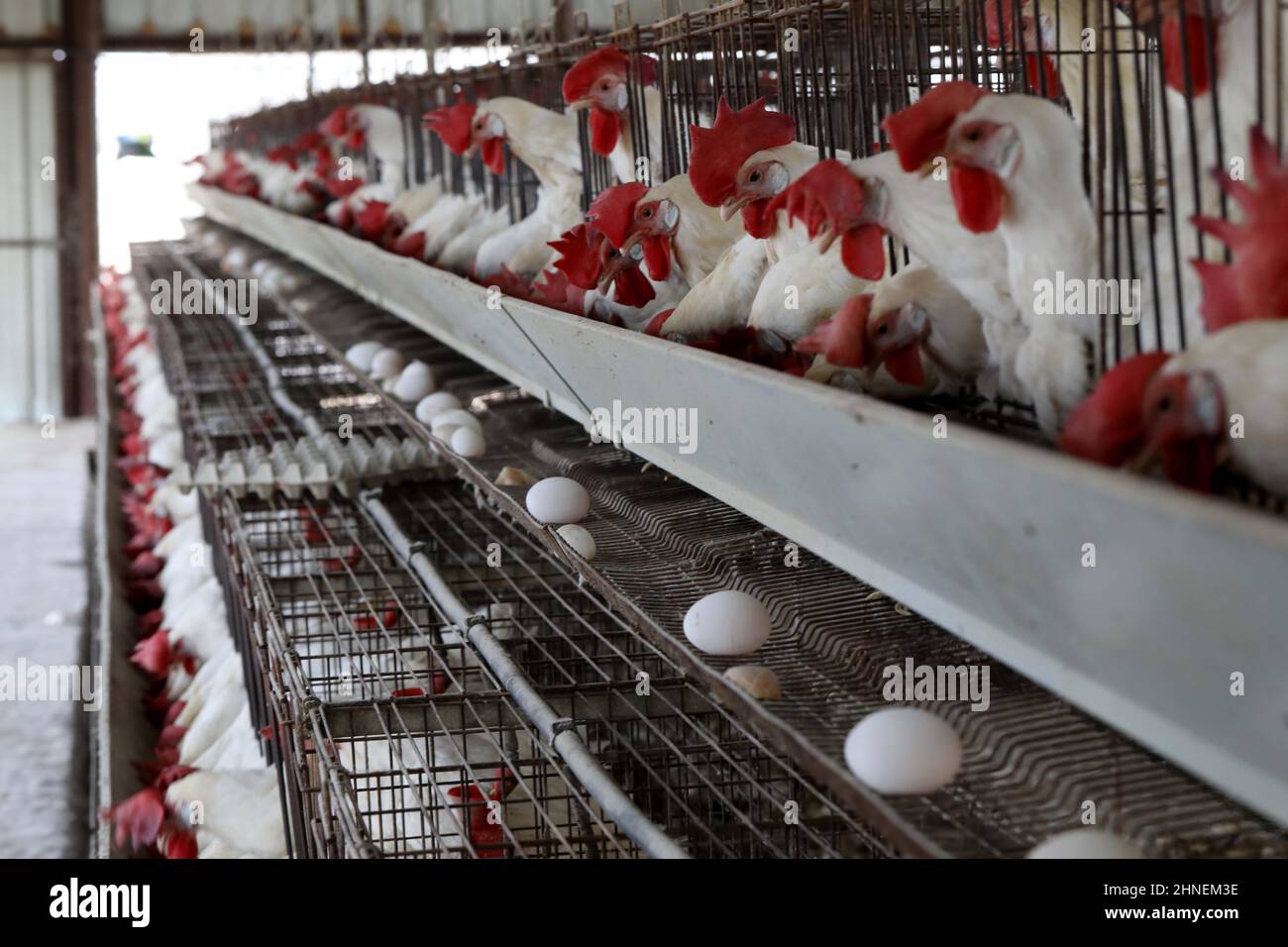 Kiryat Malakhi. 15th Feb, 2022. White Leghorn egg-laying chickens are seen in cages in their hen house at Arugot village near Israeli city of Kiryat Malakhi on Feb. 15, 2022. Israel's Ministry of Agriculture and Rural Development on Monday announced new regulations regarding the use of hen cages in the egg industry. The regulations stipulate that from now on every new hen coop must be without cages, and from June 2029, any use of cage coops in the country will be banned. Credit: Gil Cohen Magen/Xinhua/Alamy Live News Stock Photo