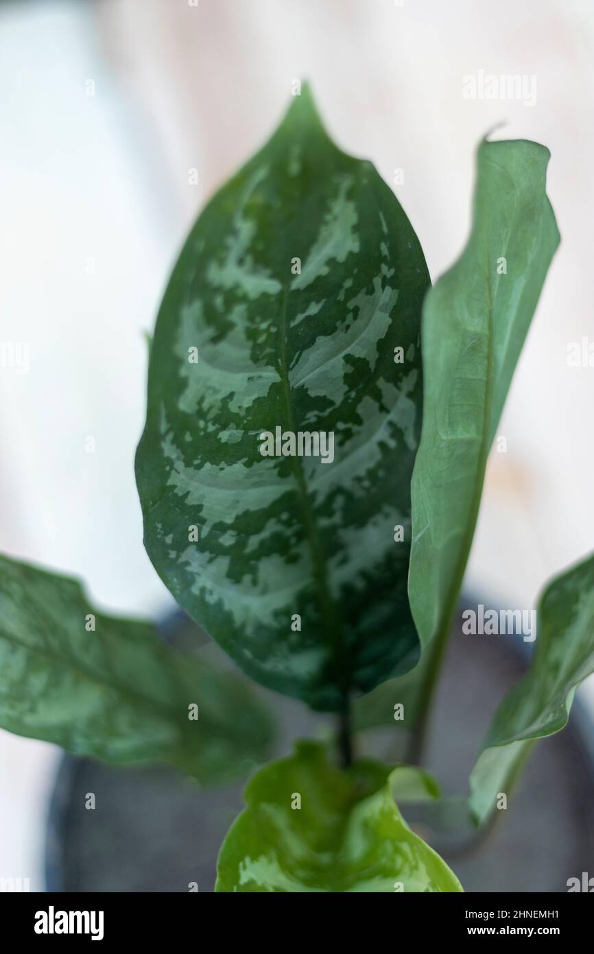 Aglaonema dark green plant with selective focus on leaf Stock Photo