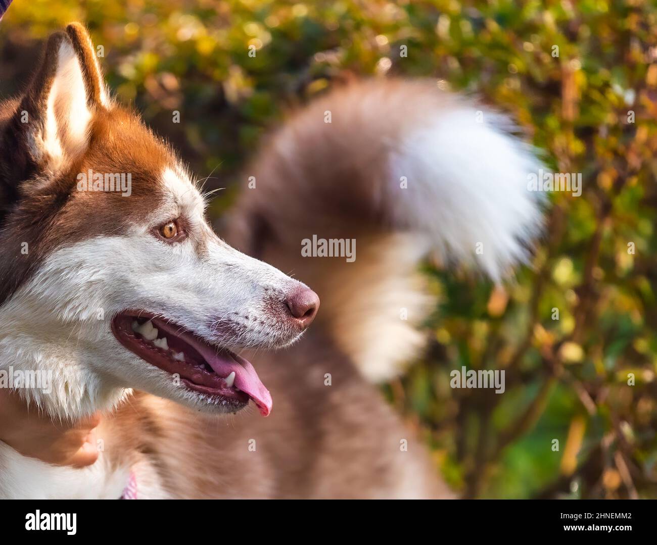 Dog taking caress hi-res stock photography and images - Alamy