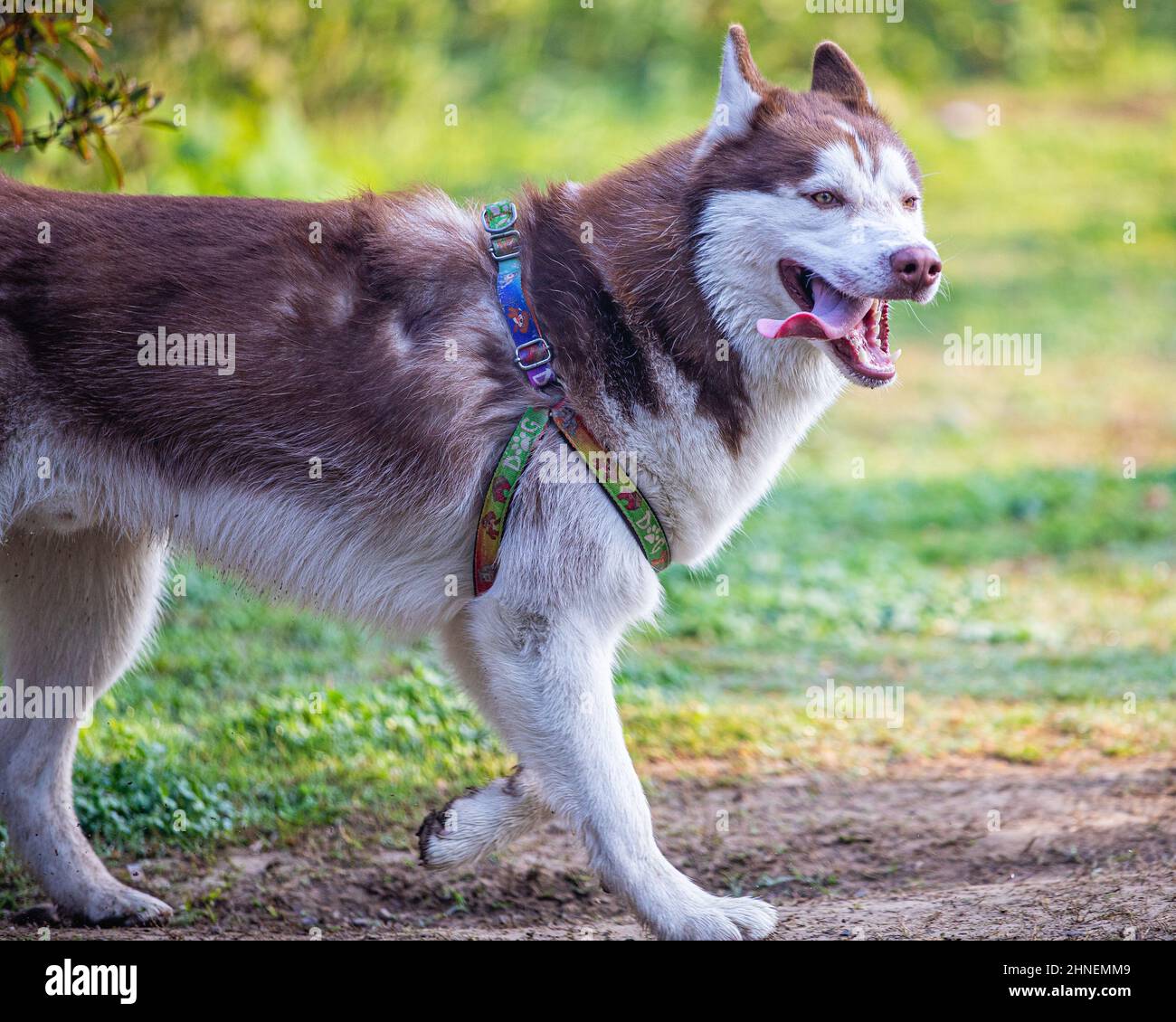 A husky with tongue out running Stock Photo Alamy